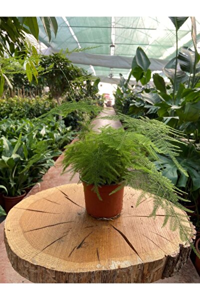 Taha Çiçekcilik Tül Kuşkonmaz Çiçeği - Asparagus Plumosus 20-50 Cm