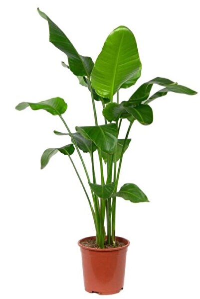 Genel Markalar Strelitzia Nicolai - Starliçe Cennet Kuşu Bitkisi 80-100 Cm Sa...