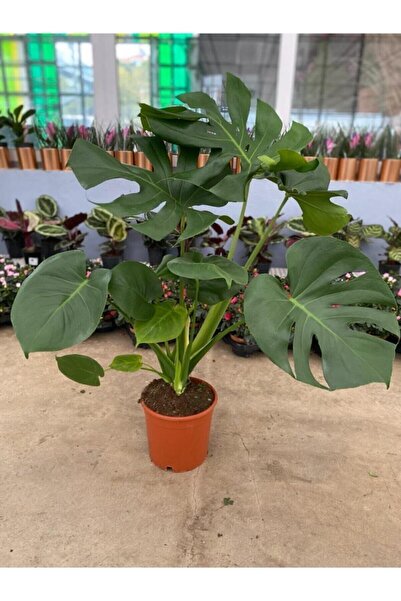Butik Deve Tabanı Monstera Deliciosa Çiçeği 80 cm