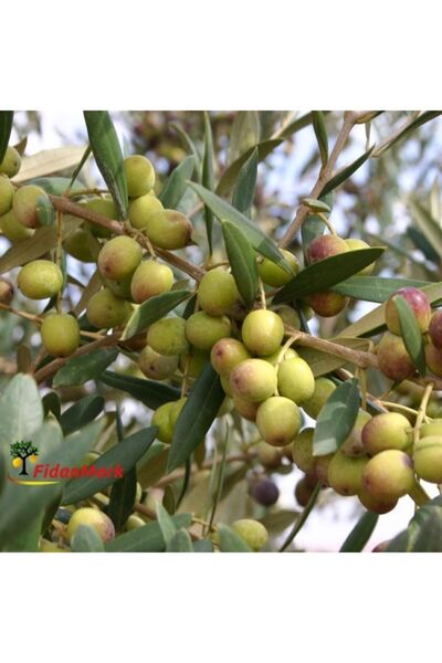 Tüplü Arbequına (bodur) Zeytin Fidanı 2yaş (evde Saksıda Yetiştirilmeye Uygun)