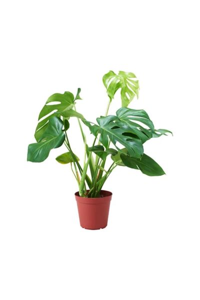 Genel Markalar Deve Tabanı Monstera