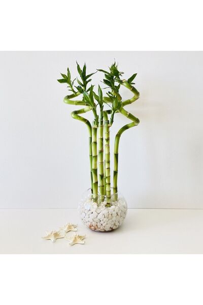 Fintarla Şans Bambusu Dal Bambu Lucky Bamboo 50-60 Cm Avantajlı Fiyat 10 Adet Salon Ev Bitkisi