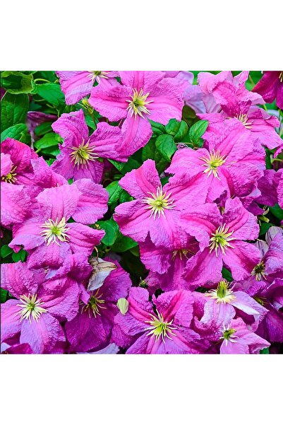 E-fidancim Heather Herschell Clematis Orman Asması Çiçeği Fidanı (5-10 cm)