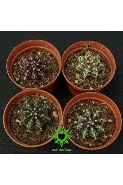 cantropikal Gymnocalycium Mihanovichii - 4 Adet Farklı Renk - Kaktüs