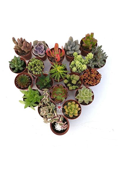 cantropikal Sukulent Set 10 Adet, Dolgun, Sağlıklı Ve Formlu Sukkulent