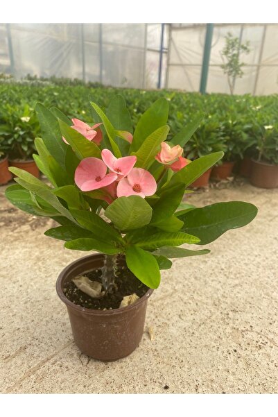 Dikenlitel Milli Dikenler Tacı (euphorbia) Pembe Iri Çiçekli