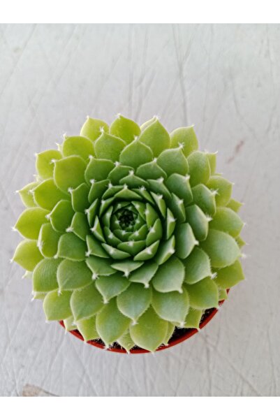 Güneşte Kızaran Sempervivum