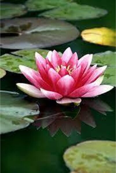 Köy Tohumları 5 Adet Tohum Nadir Bulunan Kırmızı Lotus Çiçeği Tohumu Kaliteli...