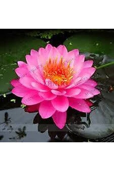 Köy Tohumları 1 Adet Tohum Nadir Kırmızı Lotus Çiçeği Tohumu Organik Su Çiçeğ...