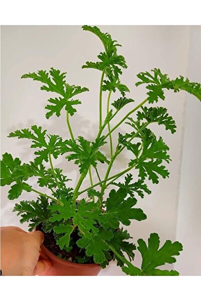 SARMASK İtır Cıcegı Fıdesı (30-35cm) saksılı gönderım