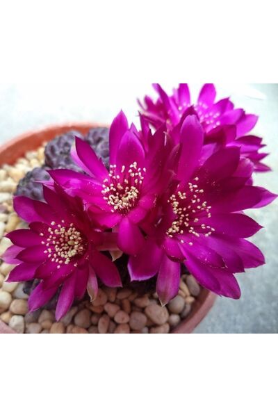 cantropikal Sulcorebutia Rauschii Violet Mor Çiçek Açan Sukulent Kaktüs
