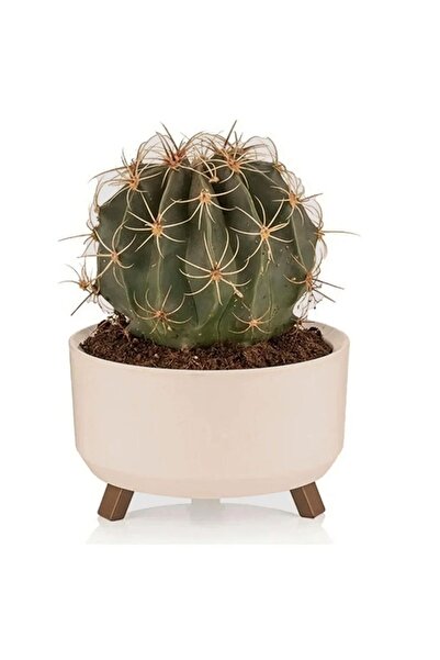 ToXA 0,7 Litre 15cm Orbita Saksı Ayaklı Dellikli Süzgeçli Plastik Sukulent Me...