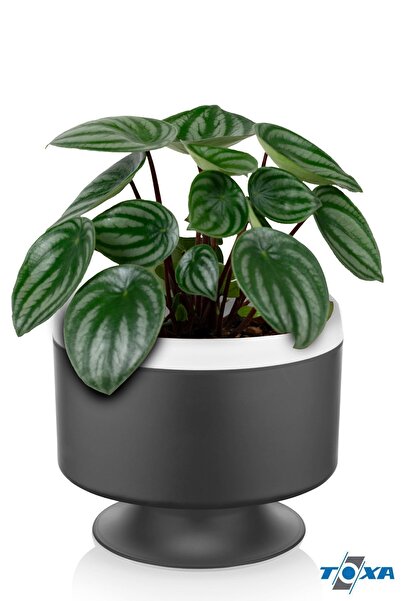 ToXA Güveç Dik Ayaklı Saksı 2.8 Litre Antrasit Aranjman Menekşe Sukulent Saksısı