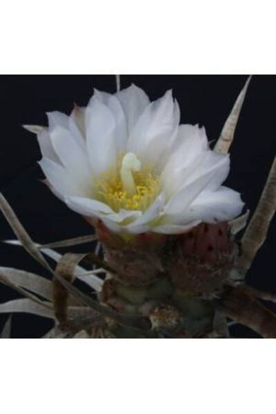 cantropikal Tephrocactus Articulatus Papyracanthus Bembeyaz Çiçek Açan Kaktüs