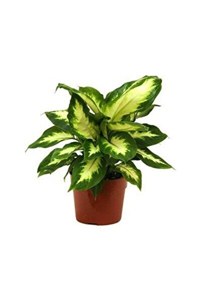 GoldLotus Dıfenbahya Camilla 20-30 Cm