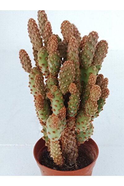 blumentopf kaktus Kaktus im Blumentopf, HEMMAHOS Plschfigur