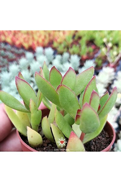 cantropikal Crassula Dejecta Güneşte Yaprak Kenarları Kırmızılaşan Sukulent