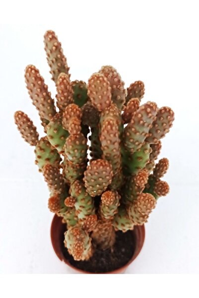 cantropikal Opuntia Microdasys Sarı Dikenli Tavşan Kaktüs, Sukulent