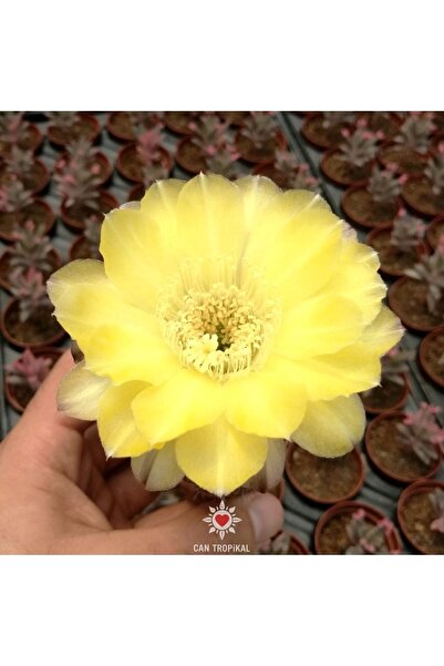 cantropikal Lobivia Büyük Sarı Çiçek Açan Sukulent Kaktüs
