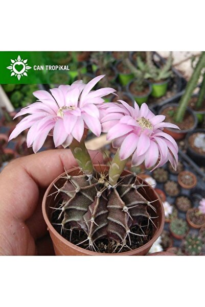 cantropikal Gymnocalycium Mihanovichi Pembe Veya Beyaz Renk Çiçek Açan Kaktüs