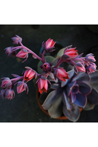 cantropikal Echeveria Perle Purple Von Nurnberg Sukulent, Pembe Pudralı Sukulent