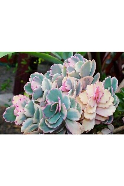 cantropikal Kalanchoe Fedtschenkoi Variegata, Çok Renkli Yapraklı Sukulent