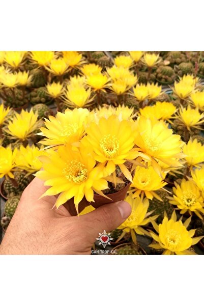 cantropikal Lobivia Arachnacantha Saksı Dolusu Sarı Renk Çiçek Açan Kaktüs