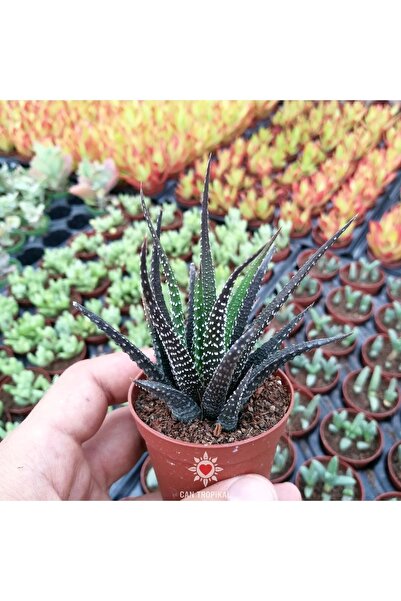 cantropikal Haworthia Fasciata Star Aydınlık Gölgeyi Seven Sukulent