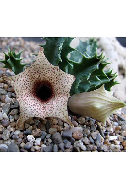 cantropikal Huernialongituba Longituba Leş Kaktüs 5,5 cm Saksıda