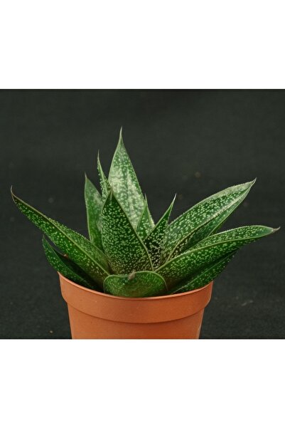 cantropikal Gasteraloe Flow - Mükemmel Renk Ve Form - Sukulent