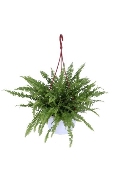 Genel Markalar Aşk Merdiveni Bitkisi - Nephrolepis - Fujer - Askılı Saksı'da