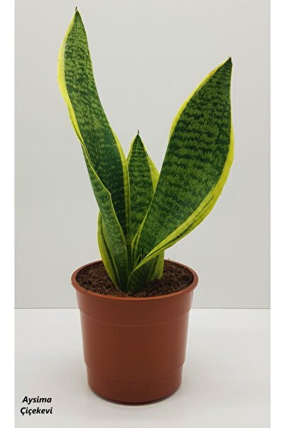 Aysima Çiçekevi Paşa Kılıcı Sansevaria Peygamber Kılıç Çiçeği 5 cm