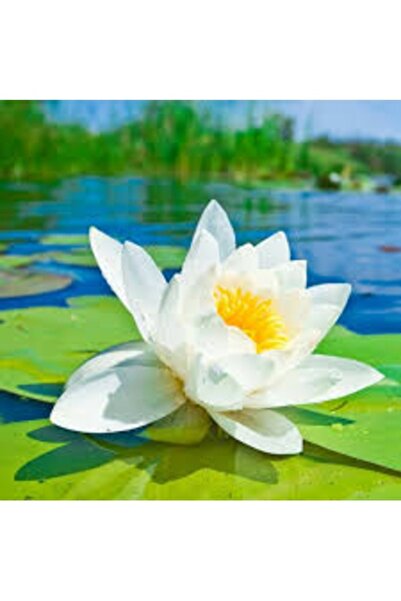 Köy Tohumları 3 Adet Tohum Nadir Bulunan Beyaz Lotus Çiçeği Tohumu Kaliteli T...