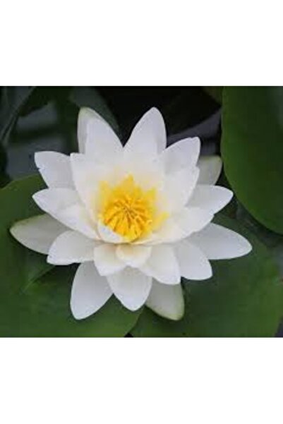 Köy Tohumları 5 Adet Tohum Nadir Beyaz Lotus Çiçek Tohumu Lotus Çiçeği Tohumu...