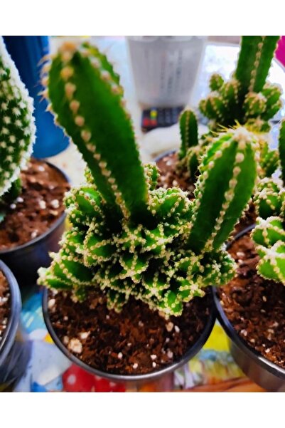 SARMASK Kaktüs -skulent - Sato Katüs (35-45cm ) Büyük Boy