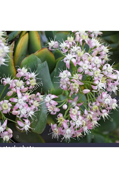 cantropikal Crassula Undulatifolia - Para Ağacı, Bonsai'ye Uygun Sukulent