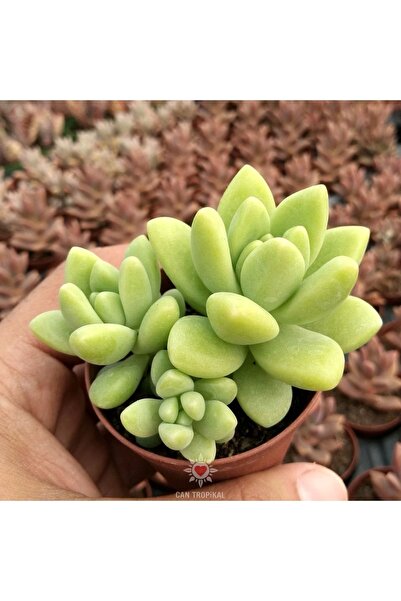 cantropikal Graptosedum Hyrbid, Sari Yeşil Kiwi Rengi Sukulent