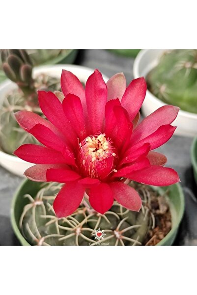 cantropikal Gymnocalycium Baldianum Cactus, Kırmızı Çiçek Açan Kaktüs