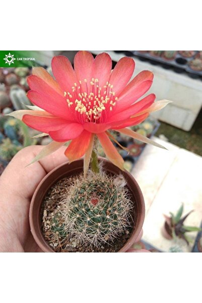 cantropikal Lobivia Arachnacantha Vallegrandensis,, Fuşya Çiçek Açan Kaktüs