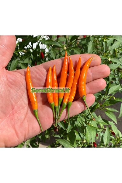 Köy Tohumları 10 Adet Tohum Nadir Bulunan Organik Zehir Acı Turuncu Şili Biberi Tohumu İthal Kaliteli Tohum