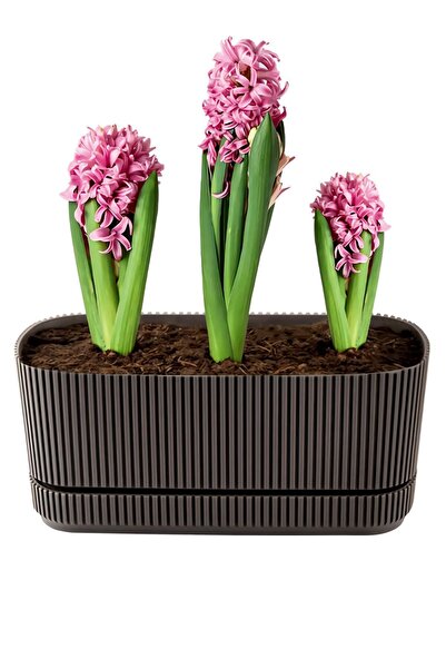 ToXA Pera Uzun Saksı No2 3 Litre Krater Kahve 29cm Plastik Kaktüs Sukulent Çi...