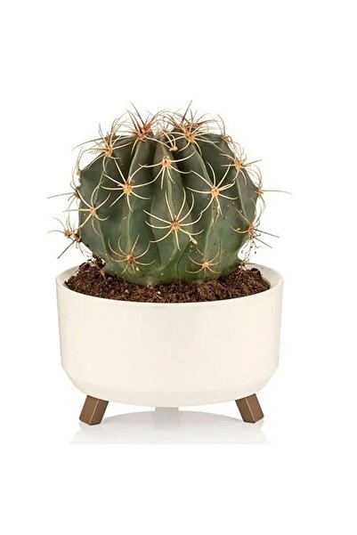 ToXA 0,7 Litre 15cm Orbita Saksı Ayaklı Dellikli Süzgeçli Plastik Sukulent Menekşe Aranjman Saksısı