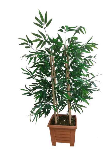 Cennet Garden Bambu Ağacı 4 Gövdeli Islak Yoğun Yapraklı Ahşap Görünümlü Kare Saksıda