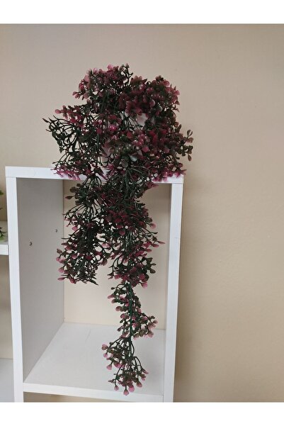 Cennet Home Saksıda Sarkan Şimşir 55 Cm Beyaz Yakut Saksıda