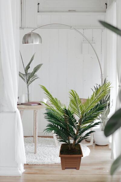 Cennet Home Areka 4 Bambu Gövdeli Palmiye Ağacı Ahşap Görünümlü Kare Saksıda