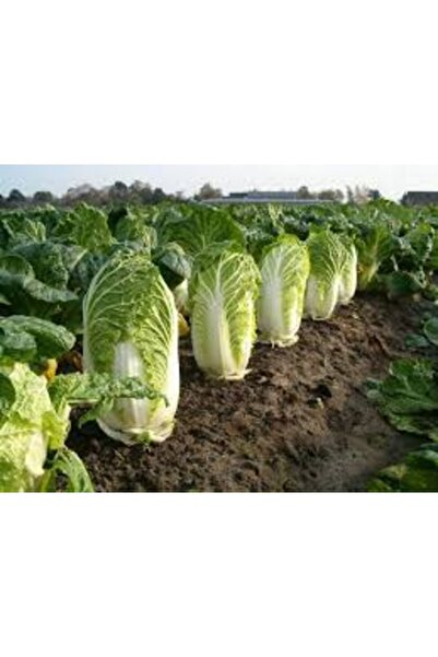 Köy Tohumları 100 Adet Tohum Nadir Bulunan Çin Marul Tohumu Kaliteli Hasat Çin Marulu Tohumu Bol Verimli Tohum