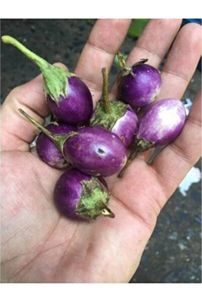 Köy Tohumları 20 Adet Tohum Nadir Bulunan Organik Minik Mini Tayland Patlıcan...