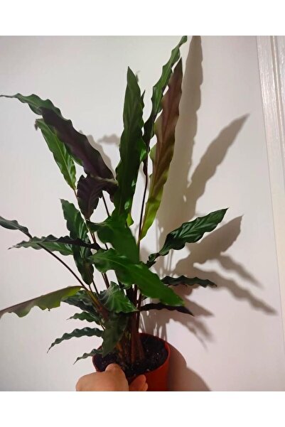 SARMASK rufibarba-dua cicegi fidesi (35-45cm) saksisi gönderim