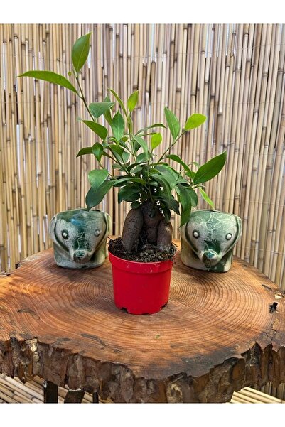 Ficus Gingseng Bonsai Tree Length 20-25 Cm Pot Diameter 9.5 Cm