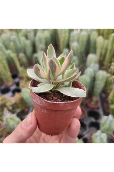 cantropikal Crassula Dejecta Varieagata Money Maker Sukulent Kaktüs
